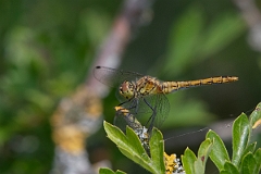 David Plant Photography - Wildlife Photography - Ruddy darter - Q